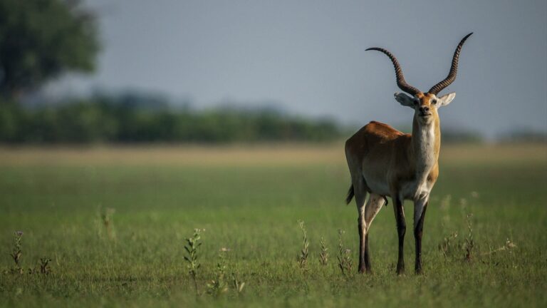 ANIMAL OF THE WEEK – LENCHWE