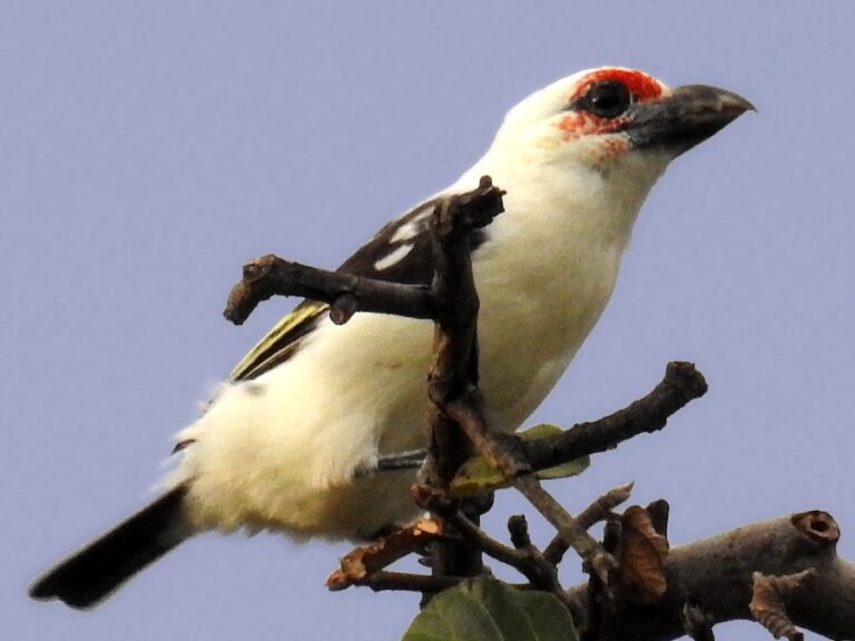 The Chaplin’s Barbet: Zambia’s Only Truly Endemic Bird