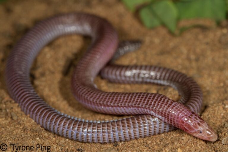 Zygaspis kafuensis: The Strange Underground Lizard Found Only in Zambia(Kafue)