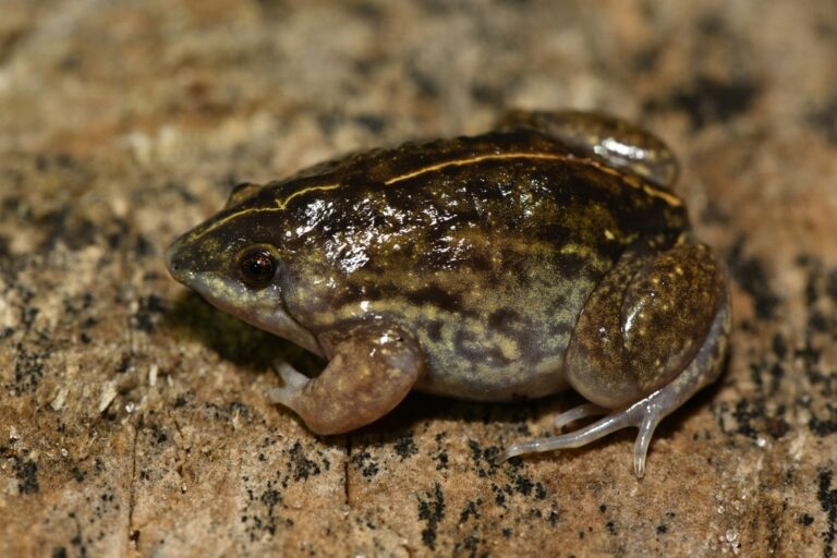 Hemisus barotseensis: The Hidden Frog of Zambia’s Barotse Floodplain