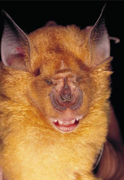 The Secret Life of Zambia’s Rare Sakeji Horseshoe Bat
