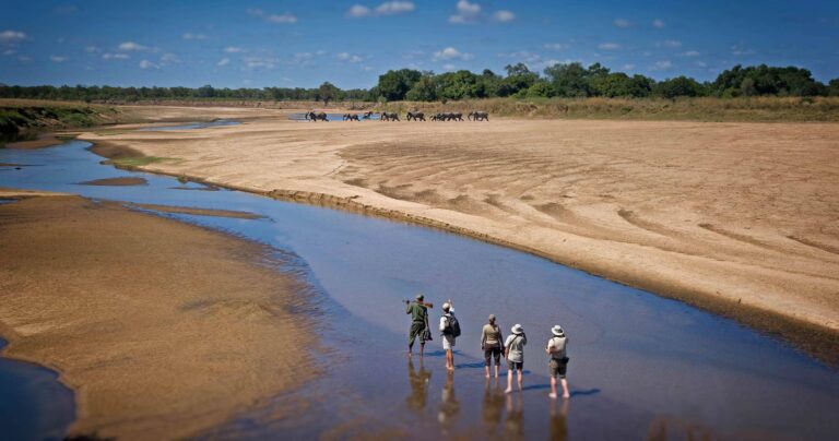 Best Safari Parks in Zambia: Where the Wild Still Rules